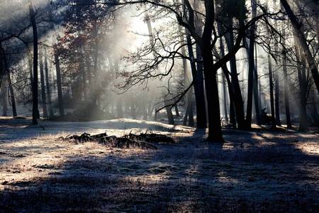 Quelle: pixabay.com / domeckopol, https://pixabay.com/de/photos/b%C3%A4ume-sonnenstrahlen-wald-w%C3%A4lder-657902/ Waldlichtung mit Sonnenstrahlen
